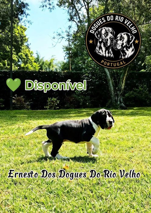 Dogue Alemão macho disponível