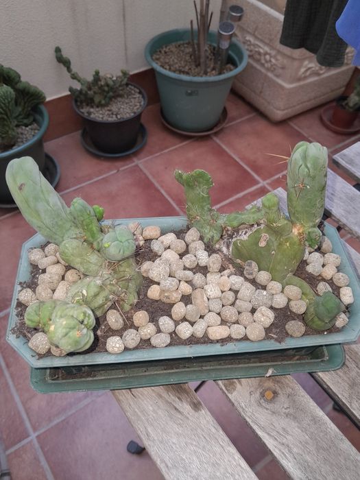 Trichocereus bridgesii monstrose