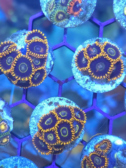 Frags de zoas, corais agua salgada