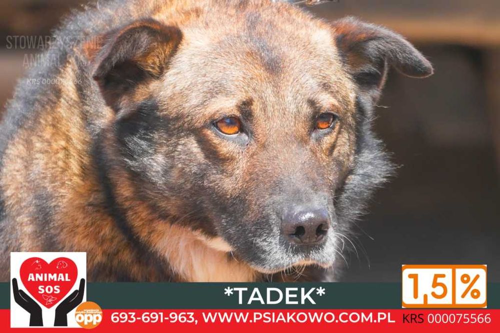 Tadek: psia dobroć i poczciwość szuka domu! Psiakowo