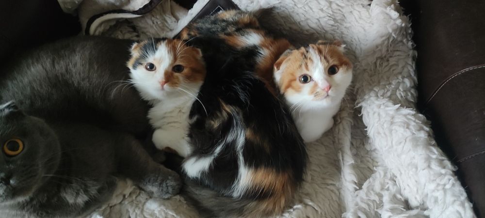 Шотландські дівчатка