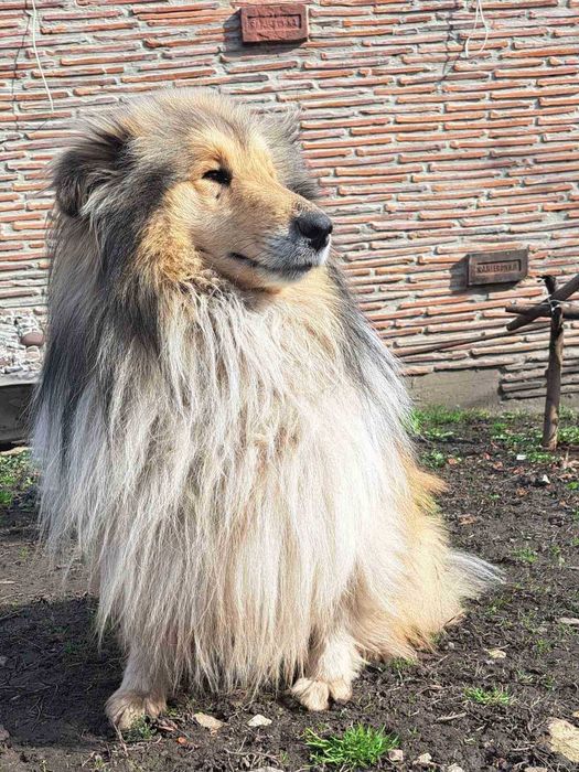 Кобель колі чекає на побачення.