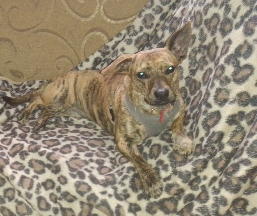 Oddam za darmo suczkę rasy mieszanej