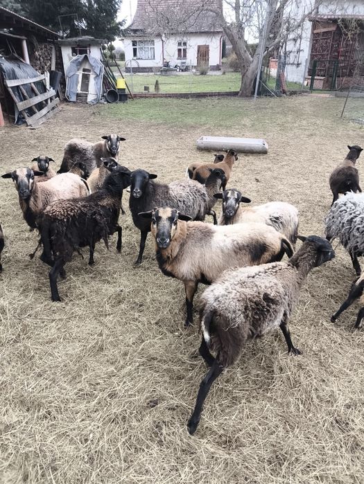 Owce,owca Kameruńskie