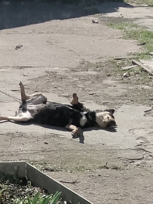Собака в хороші руки