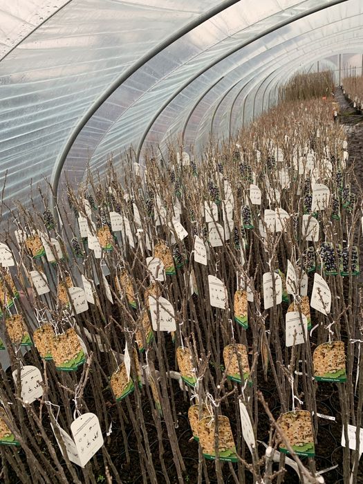 Porzeczka i Agrest Krzak i Na Pniu