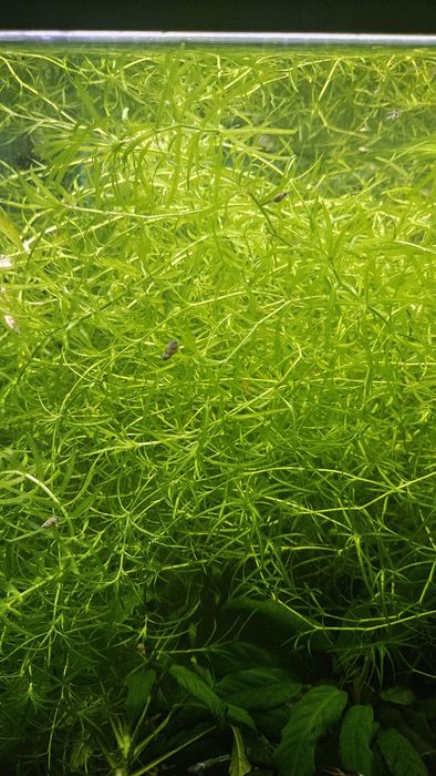 Plantas  de aquário
