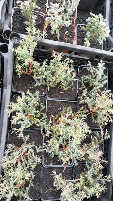 Туя вересковидная голубая. Укорененные черенки