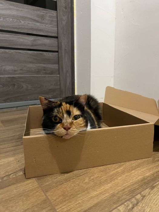 Скотіш страйт, шотландська прямовуха кішка