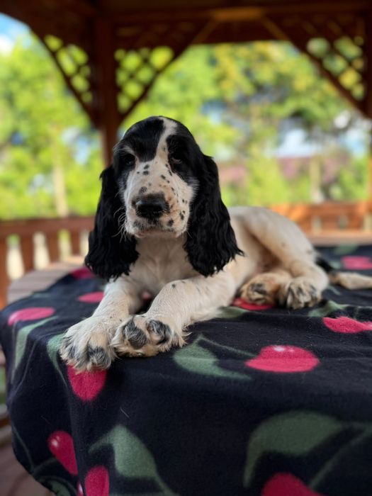 Cocker spaniel angielski Piesek Rodowód