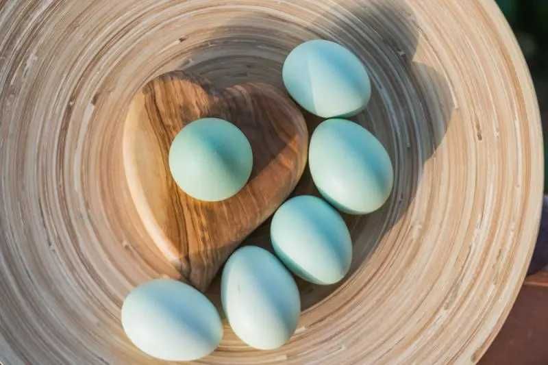 Kury nioski Green shell odchowane zapisy transport na miejsce Gratis