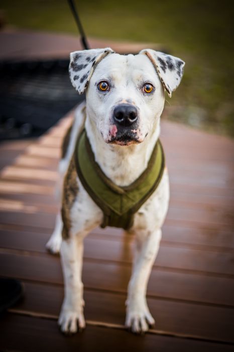 Dino do adopcji , mix amstaff