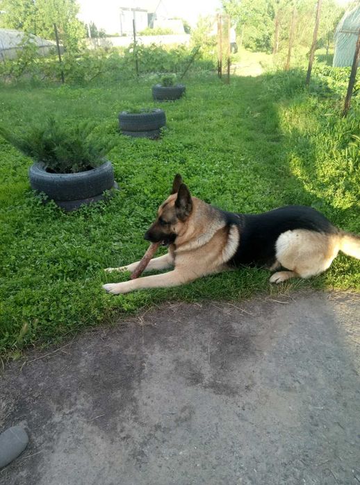 Вязка/случка.кобель