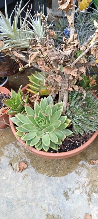 Leguminosa, catos, plantas vários tamanhos diferentes tipos  ..