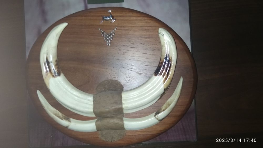 Клыки кабана бородавочника