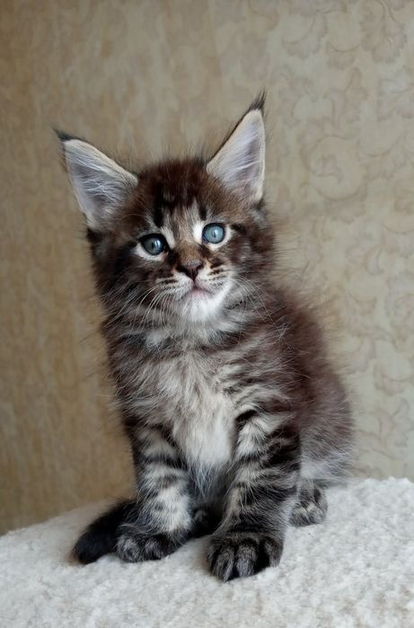 Лучший котёнок мейн кун в ваш город