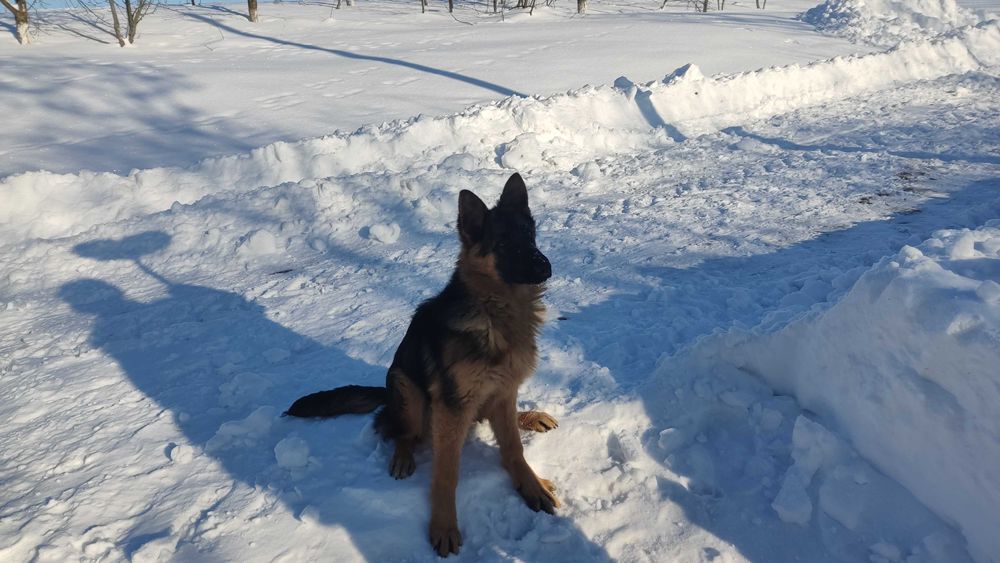 Дівчинка Німецька вівчарка