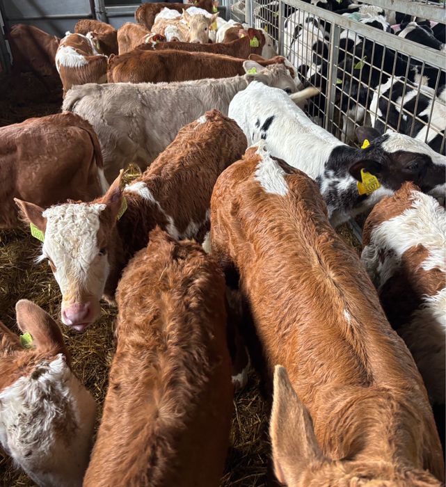 Spredam byki typowo miesne