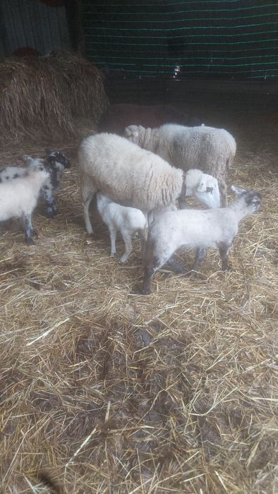 vendo ovelhas Bragançanas