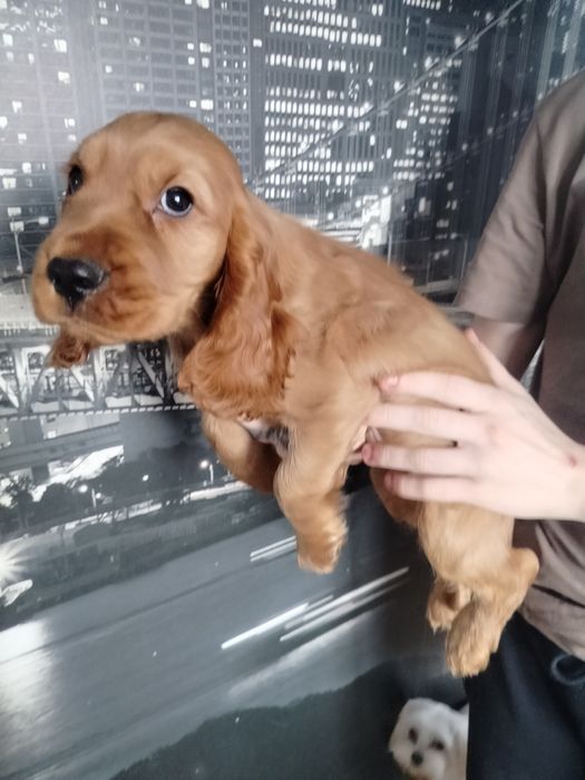 Cocker spaniel angielski