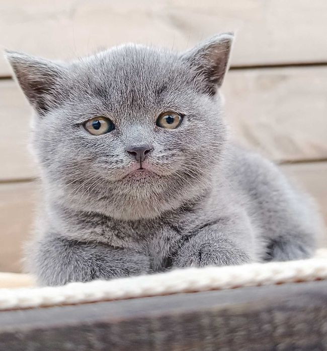 Шотландські кошенята Заводчик