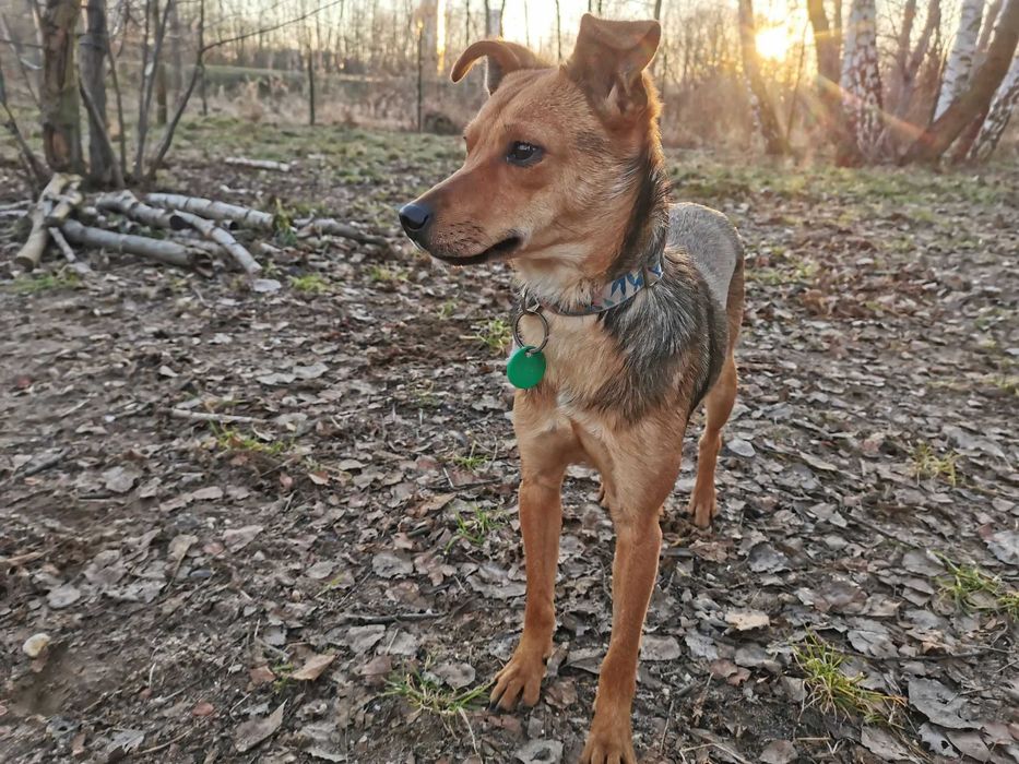 Wiza czeka na dom...