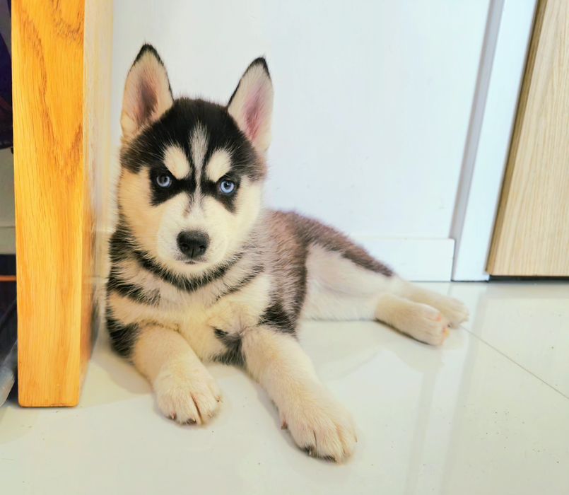 Szczeniak czarno-biały niebieskooki Siberian Husky rodowód ZKwP FCI