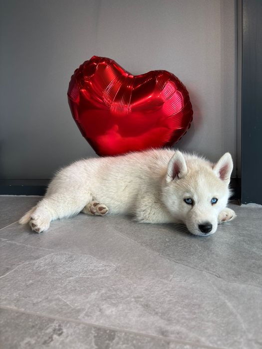 Siberian Husky niebieskooki po InterChampionach zkwp fci Siberian Husk