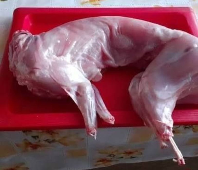 Króliki króliki ubite