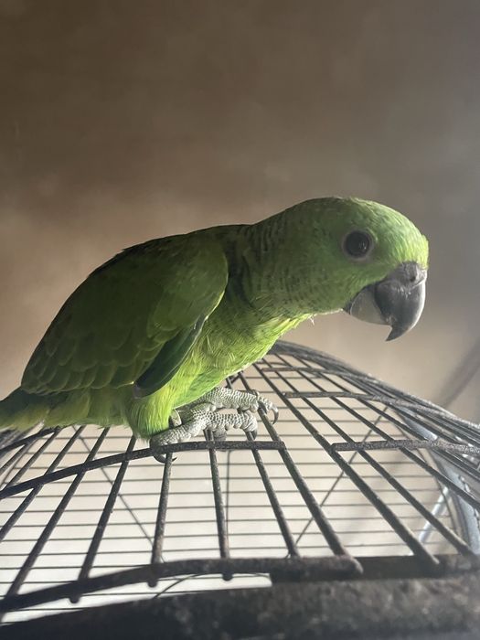Papagaio Verde Muito Meigo e Falador