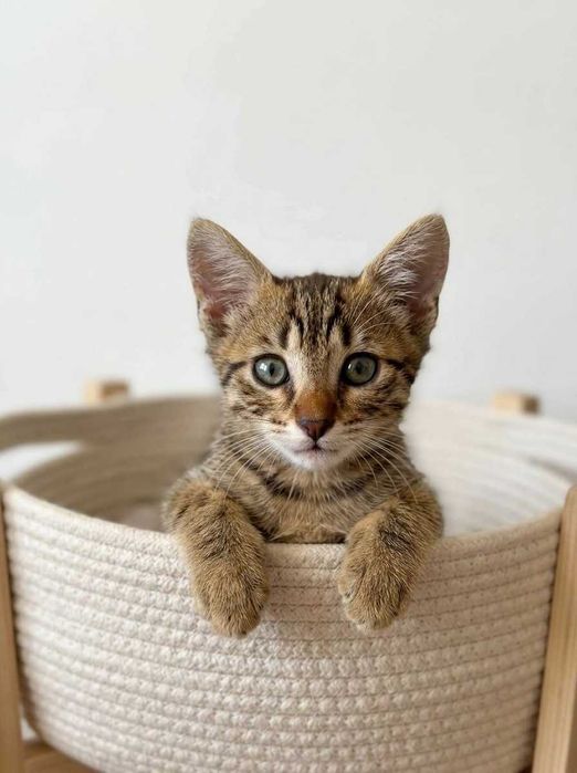 Setúbal e arredores / Margem Sul — DANILO, gatinho para adoção