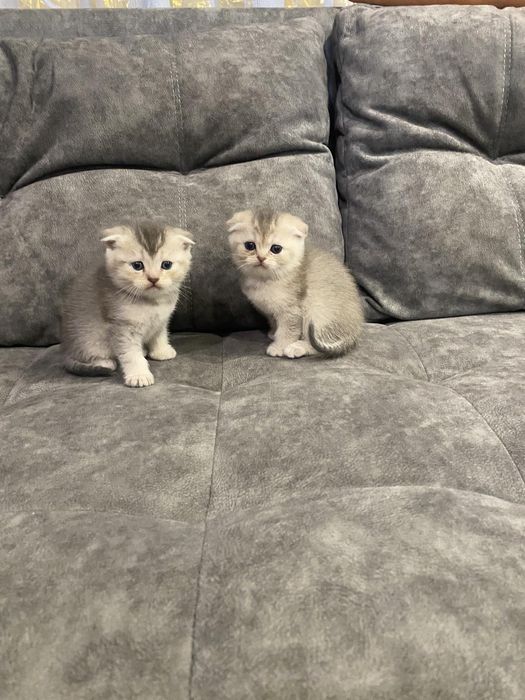 Шотландські котята