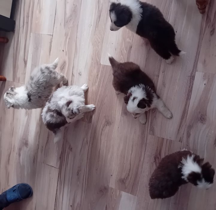 Border collie szceniak