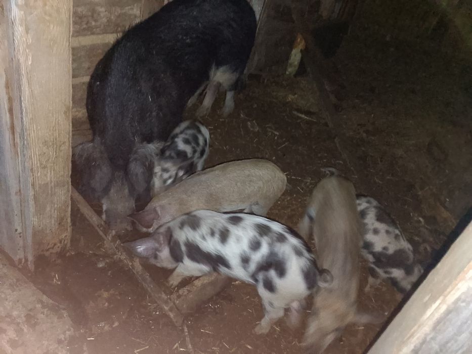 Mangalice prosięta,