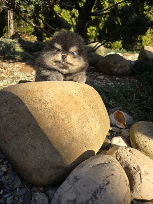 Vip померанские шпицы