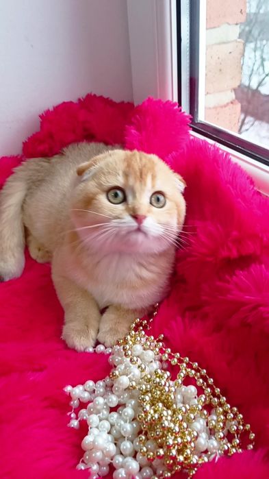 Класснючая вислоухая девочка золотая шиншилла