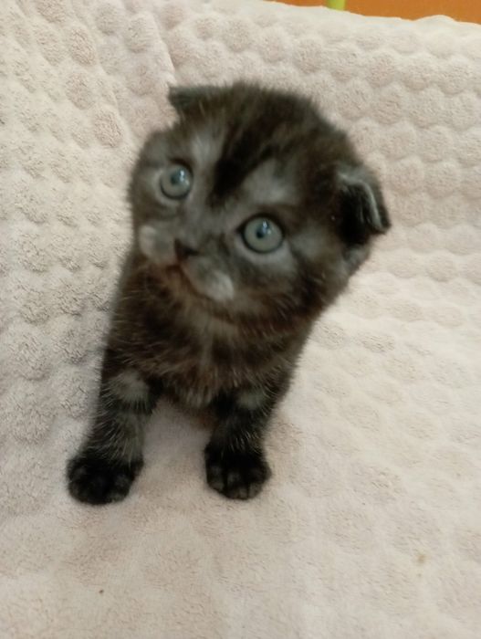 Кукольная девочка скотитиш фолд редкого окраса чёрный дым!