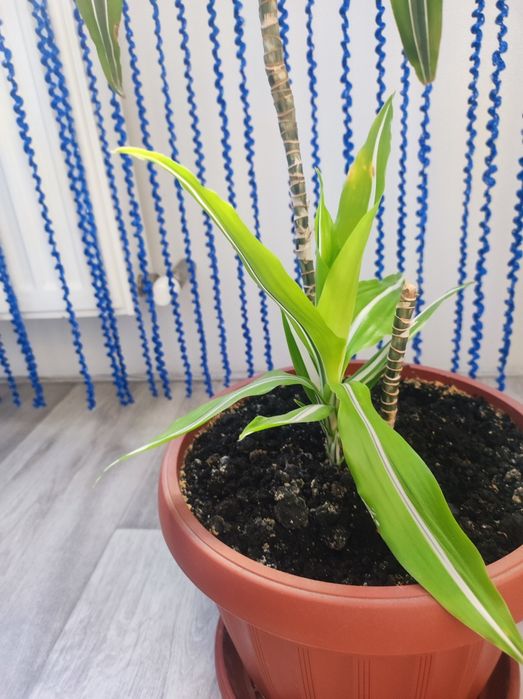 ДРАЦЕНА Лимон Лайм