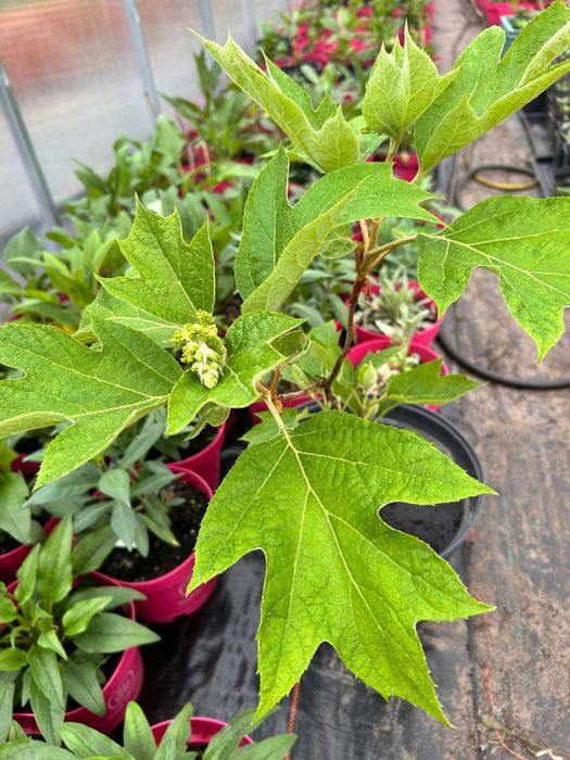 hortensja.anabelle. floks.wisteria.jeżówka