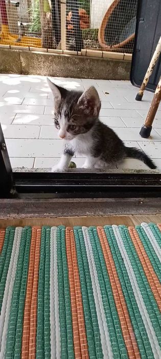 Adoção responsavel de gatinhos.