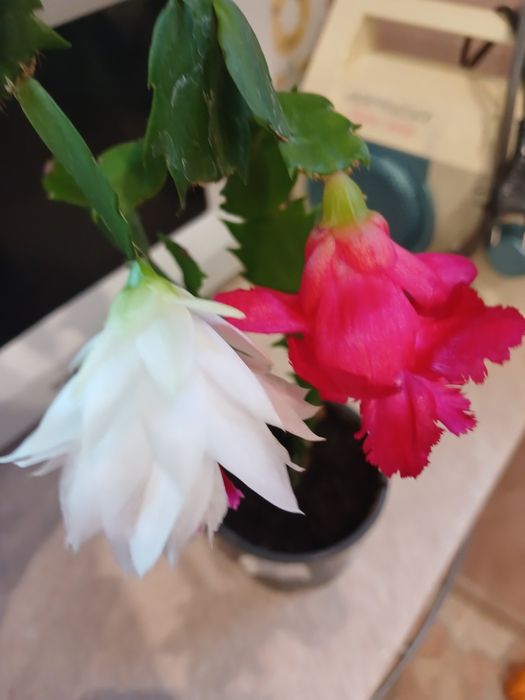 Шлюмбергера Aspen red