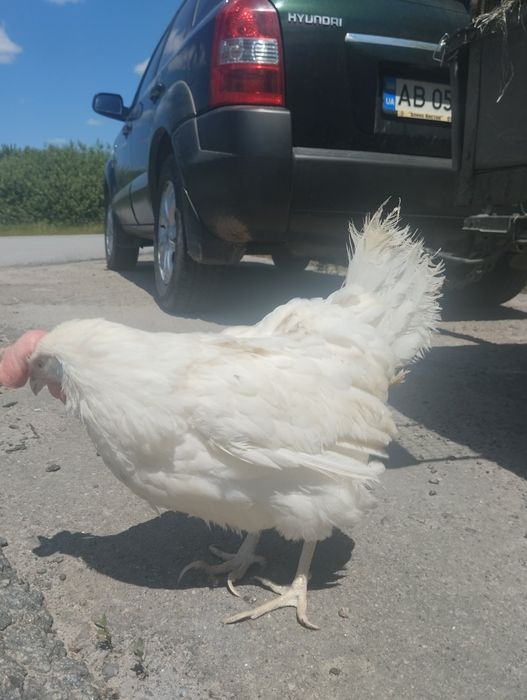 Продаємо кури яєчного напрямку