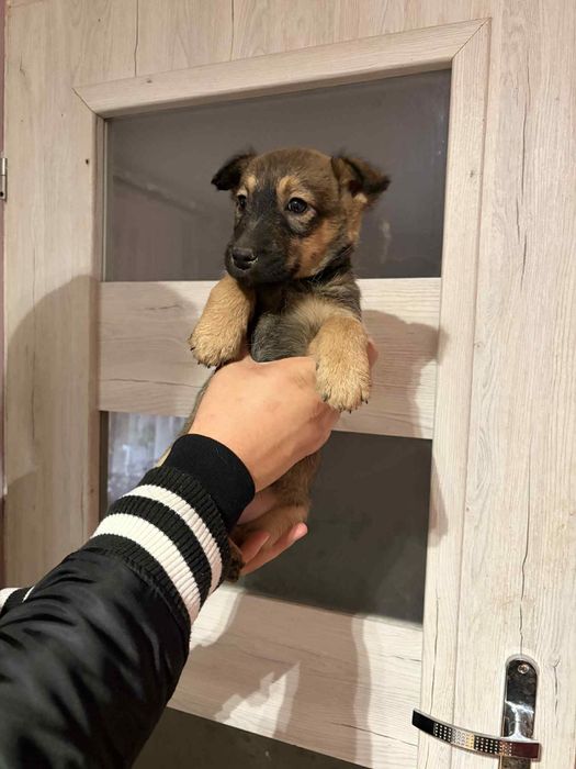 Pieski do wydania za darmo