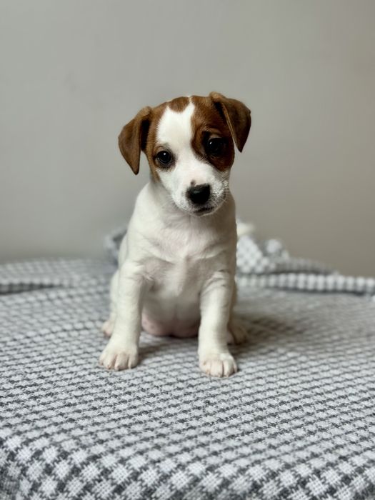 Дівчинка Джек Рассел КСУ |f216