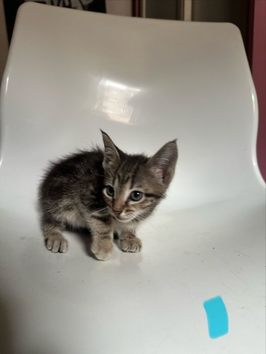 Gatos bebés para adoção