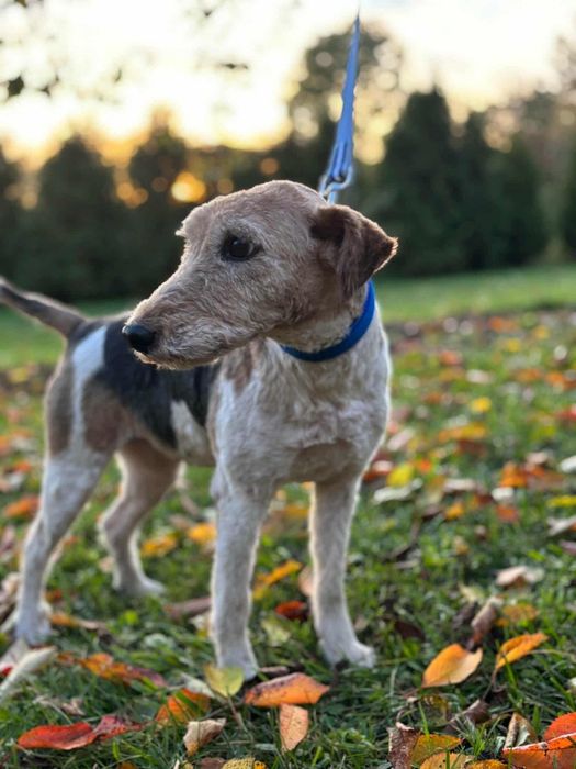 Tosia babunia szuka rodziny