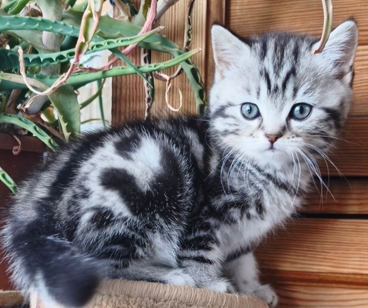 Шотландские мраморные котята