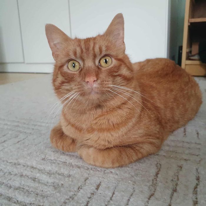 Cudny rudzielec już teraz może dołączyć do Waszej rodziny