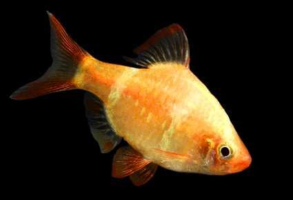 GB Brzanka Sumatrzańska Albinos - dowóz ryb!