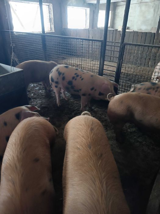 Продаю відгодовані свині